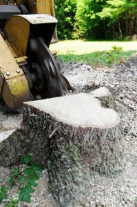 Why You Need a Stump Grinder for Tree Removal
