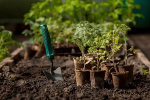 What Gardening Equipment Do You Need to Start a Garden?